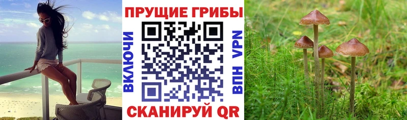 дарк нет формула Армянск Псилоцибиновые грибы мицелий
